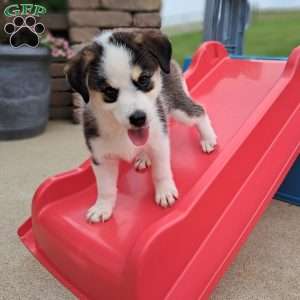 Porter, Pomsky Puppy
