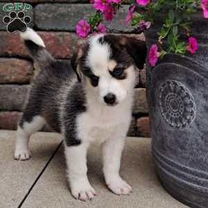 Porter, Pomsky Puppy