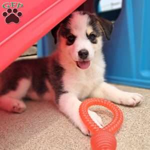 Porter, Pomsky Puppy