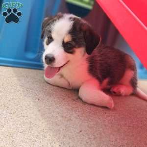 Porter, Pomsky Puppy