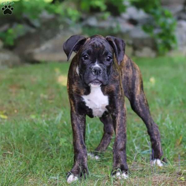 Rhett, Boxer Puppy