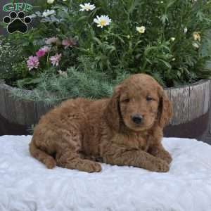Sebastian, Mini Goldendoodle Puppy