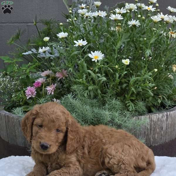 Sebastian, Mini Goldendoodle Puppy