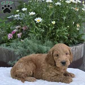 Skylar, Mini Goldendoodle Puppy