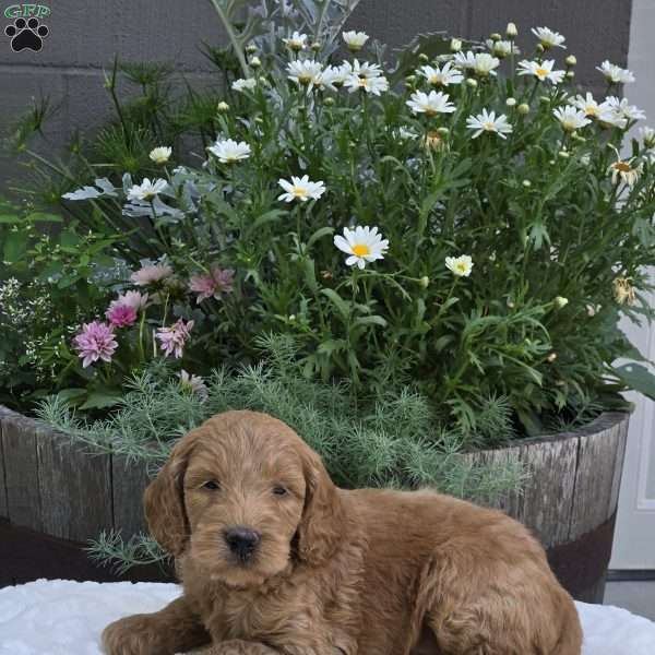 Skylar, Mini Goldendoodle Puppy
