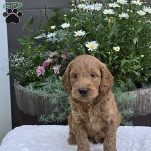 Skylar, Mini Goldendoodle Puppy