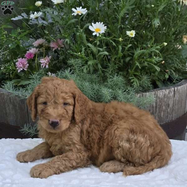 Spencer, Mini Goldendoodle Puppy