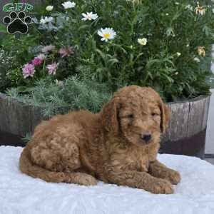 Spencer, Mini Goldendoodle Puppy