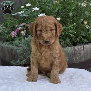 Spencer, Mini Goldendoodle Puppy