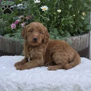 Silas, Mini Goldendoodle Puppy
