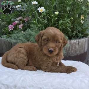 Silas, Mini Goldendoodle Puppy