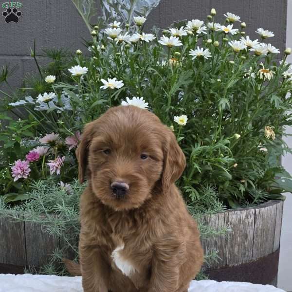 Silas, Mini Goldendoodle Puppy