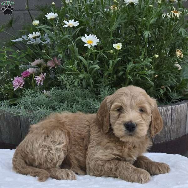 Sawyer, Mini Goldendoodle Puppy