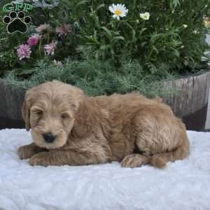 Sawyer, Mini Goldendoodle Puppy