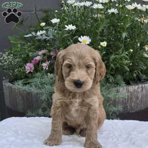 Sawyer, Mini Goldendoodle Puppy