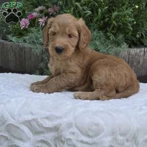 Summer, Mini Goldendoodle Puppy