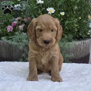 Summer, Mini Goldendoodle Puppy