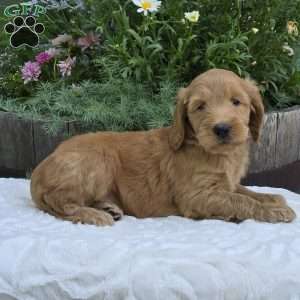 Summer, Mini Goldendoodle Puppy