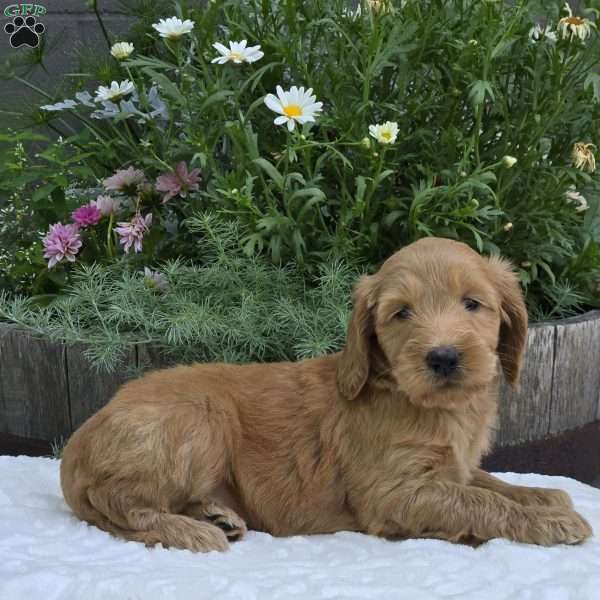 Summer, Mini Goldendoodle Puppy