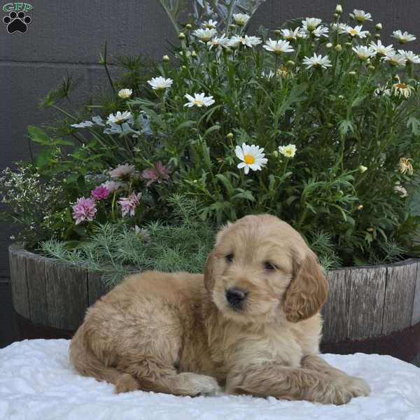 Sage, Mini Goldendoodle Puppy
