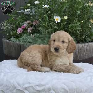 Sage, Mini Goldendoodle Puppy