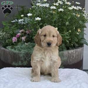 Sage, Mini Goldendoodle Puppy