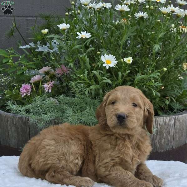Sadie, Mini Goldendoodle Puppy
