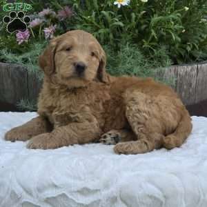 Sadie, Mini Goldendoodle Puppy