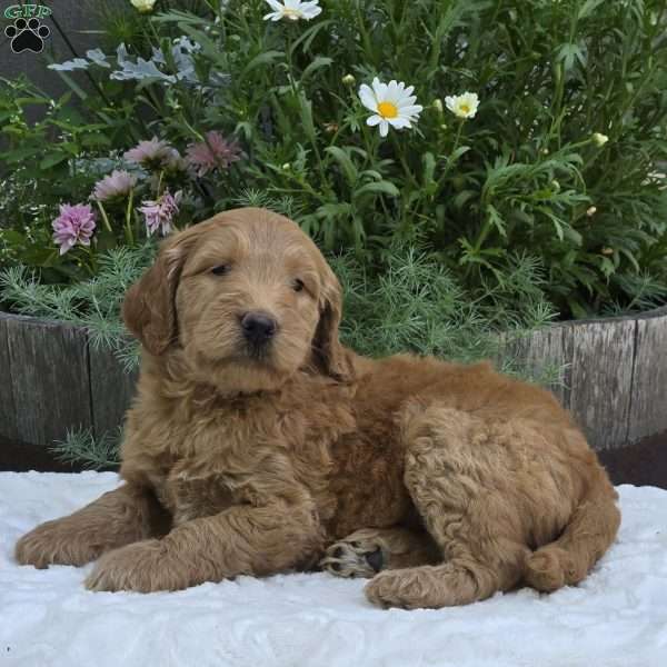 Sadie, Mini Goldendoodle Puppy