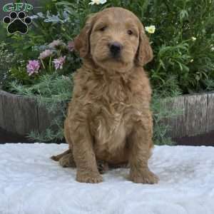 Sadie, Mini Goldendoodle Puppy