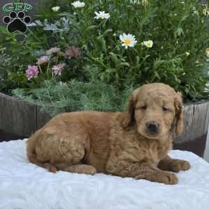 Sasha, Mini Goldendoodle Puppy