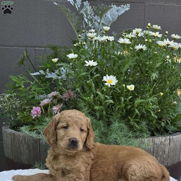 Sasha, Mini Goldendoodle Puppy