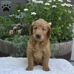 Sasha, Mini Goldendoodle Puppy