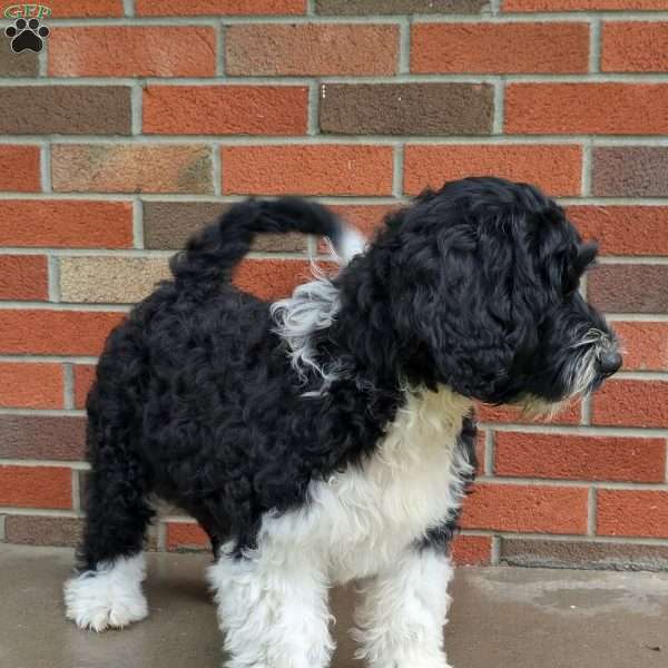Champ, Portuguese Water Dog Puppy