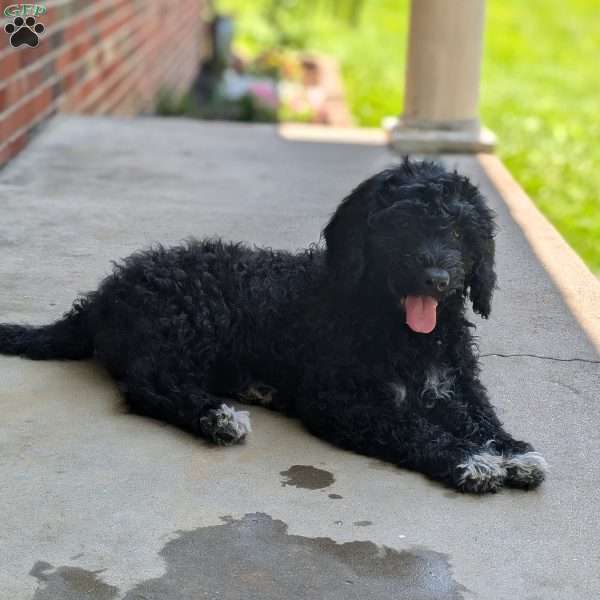 Denver, Portuguese Water Dog Puppy