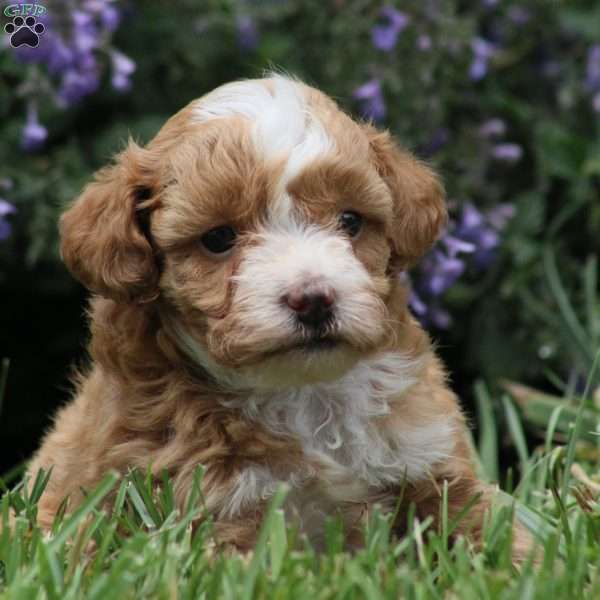 Aiden, Miniature Poodle Mix Puppy