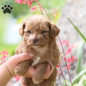 Autumn, Miniature Poodle Mix Puppy
