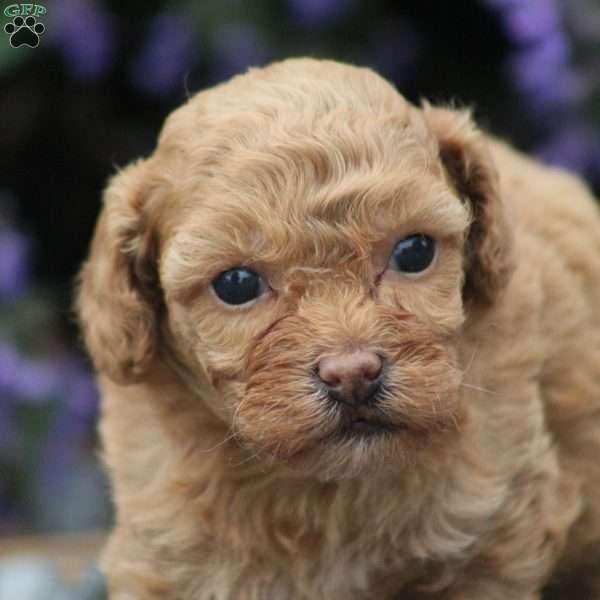 Asia, Miniature Poodle Mix Puppy