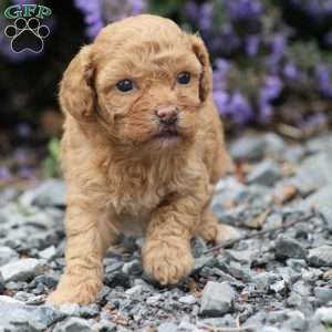 Asia, Miniature Poodle Mix Puppy