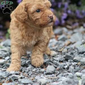 Asia, Miniature Poodle Mix Puppy