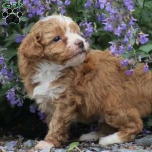 Aiden, Miniature Poodle Mix Puppy