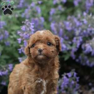 Asher, Miniature Poodle Mix Puppy