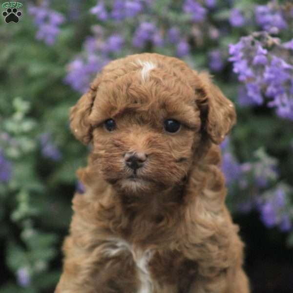 Asher, Miniature Poodle Mix Puppy