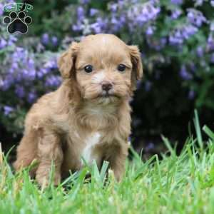 Autumn, Miniature Poodle Mix Puppy