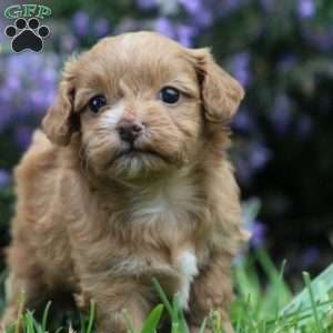 Autumn, Miniature Poodle Mix Puppy