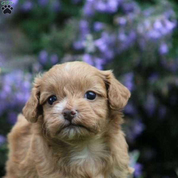 Autumn, Miniature Poodle Mix Puppy