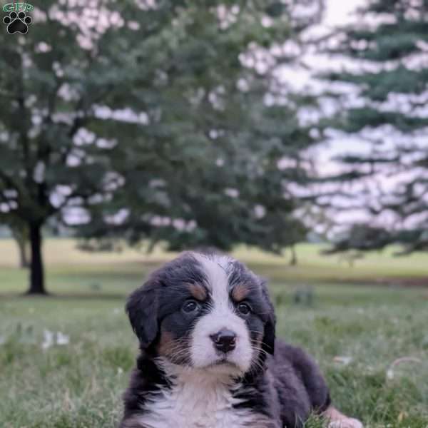 Remi, Bernese Mountain Dog Puppy
