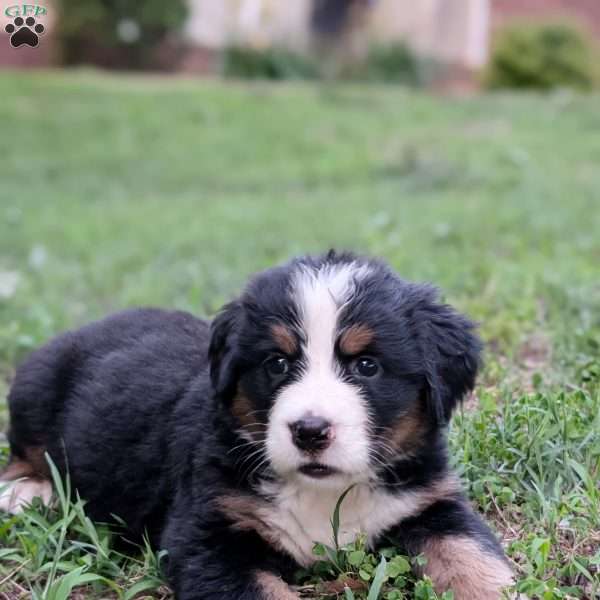 Polly, Bernese Mountain Dog Puppy