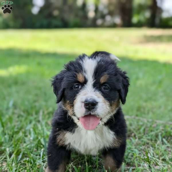 Charlie, Bernese Mountain Dog Puppy