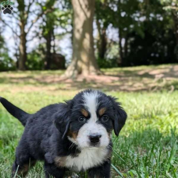 Benny, Bernese Mountain Dog Puppy